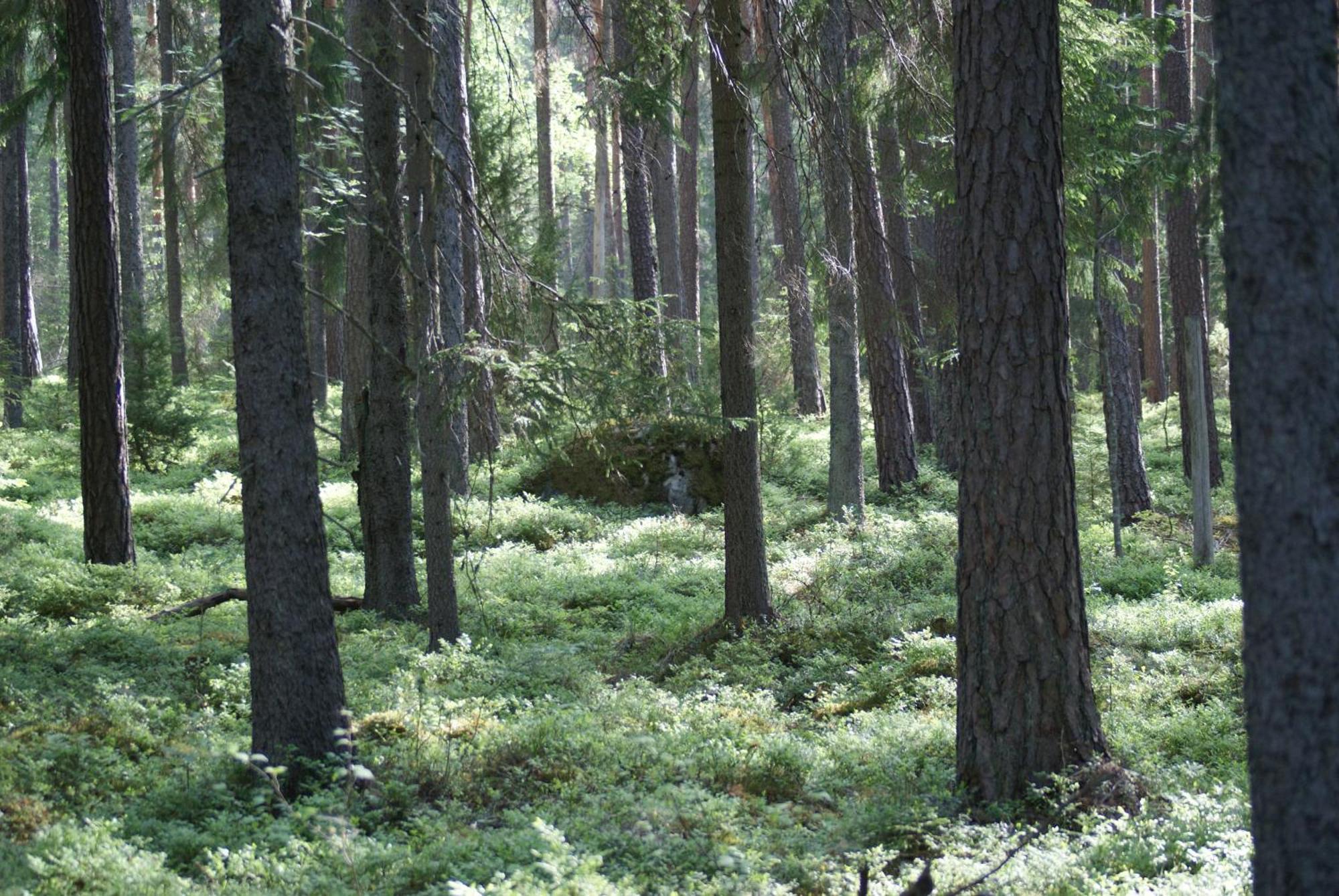 Froeya Timber Cottage Arvika Luaran gambar